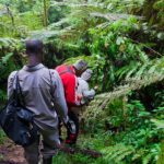 Are There Walking Safaris in Uganda’s Forested Areas?