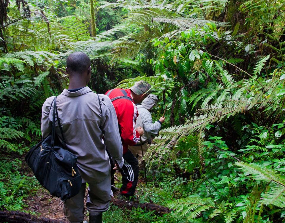 Are There Walking Safaris in Uganda’s Forested Areas?
