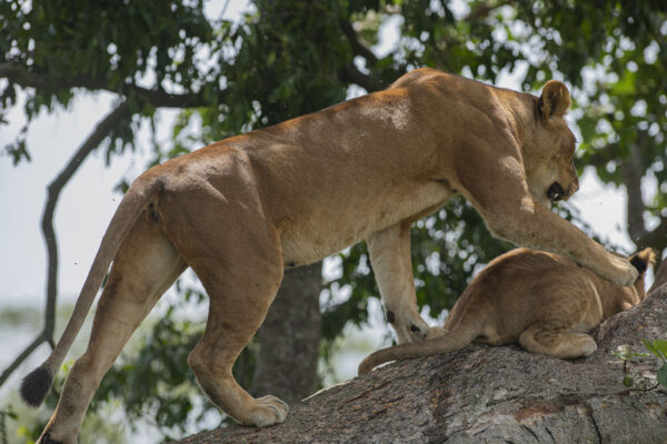 Tree-climbing-Lions-Queen-Elizabeth-National-Park Tree-climbing-Lions-Queen-Elizabeth-National-Park