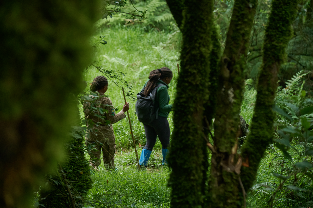 How Do I Book a Walking Safari in Uganda?
