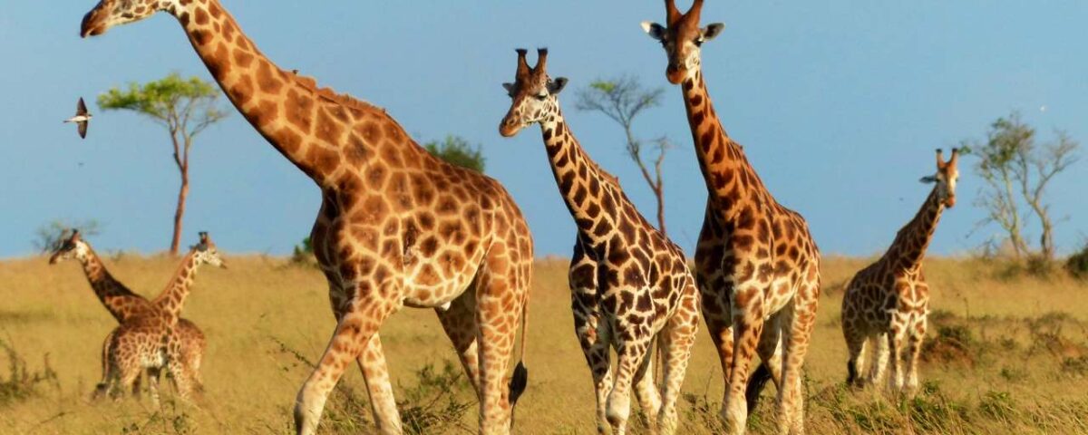 How Much is a Game Drive in Murchison Falls?