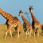How Much is a Game Drive in Murchison Falls?