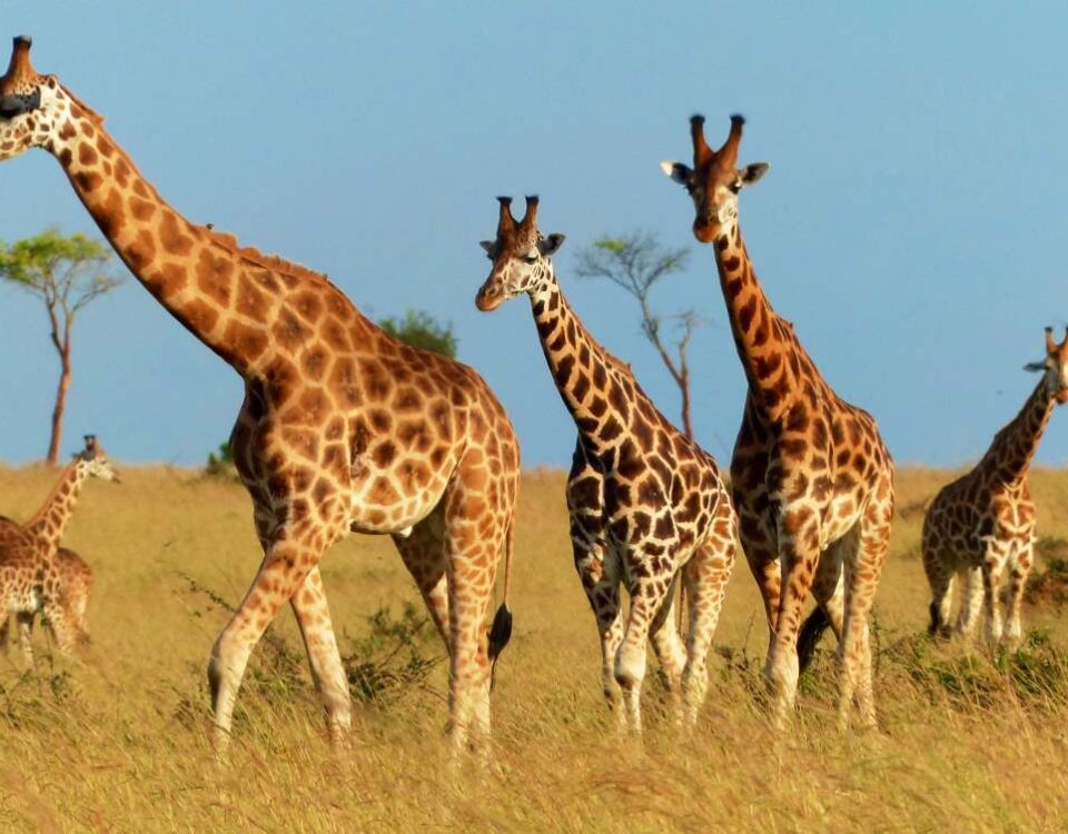 How Much is a Game Drive in Murchison Falls?