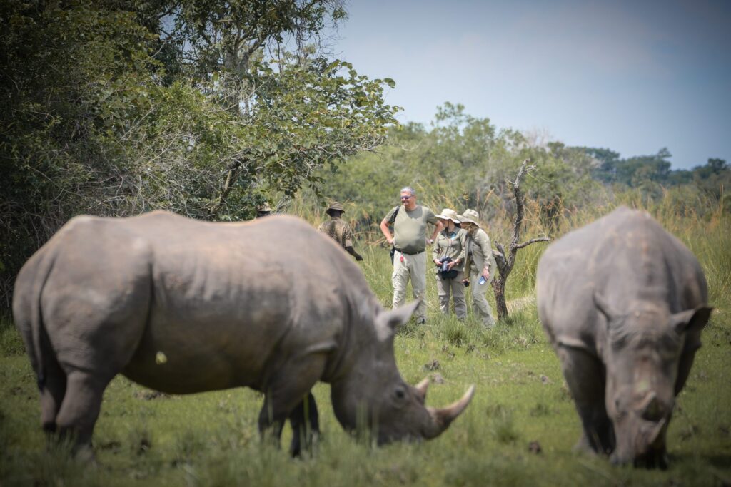 Can I Track Rhinos on Foot in Uganda?