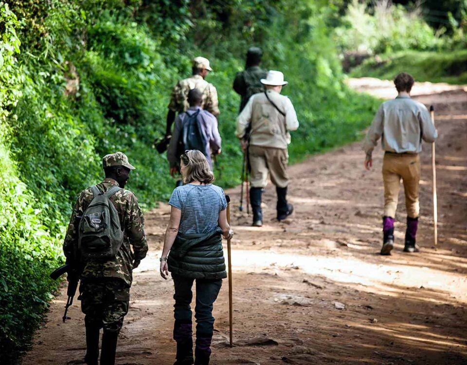 How do I book a walking safari in Uganda?