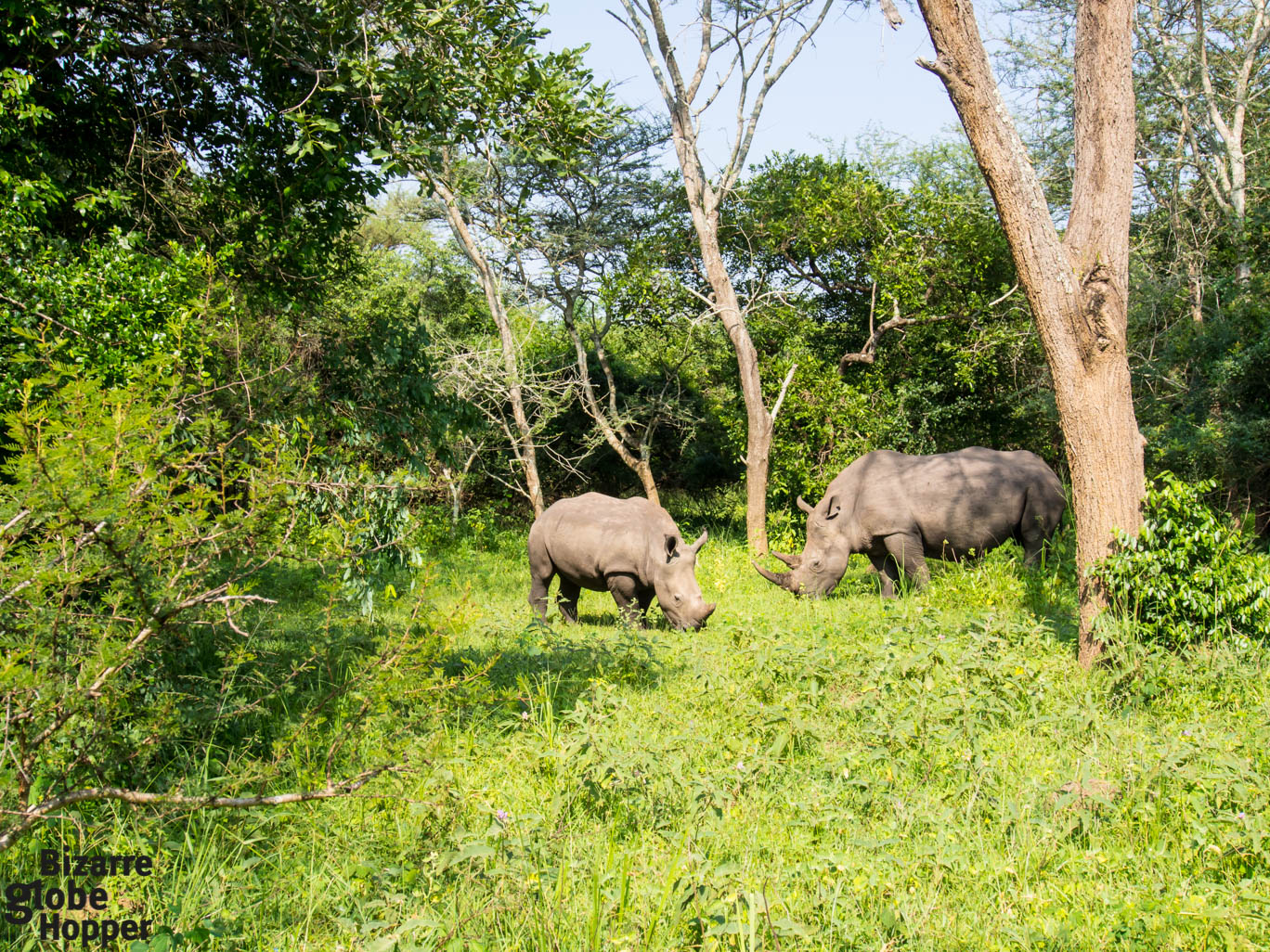 Can I Track Rhinos on Foot in Uganda?