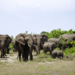 What is the Biggest Game Park in Uganda?