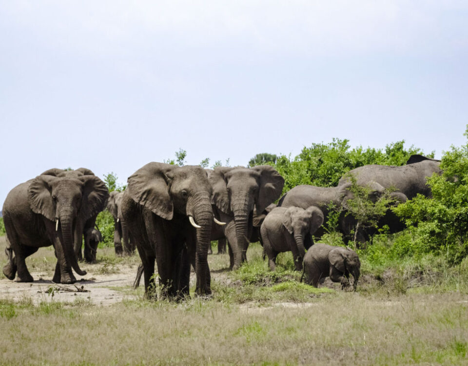 What is the Biggest Game Park in Uganda?