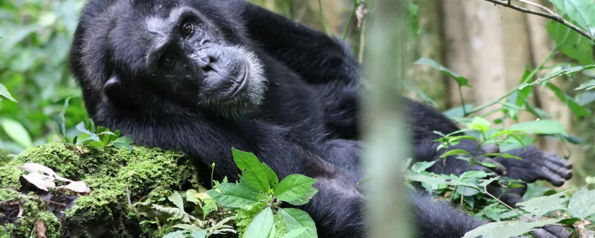 Are Armed Rangers Provided During Chimpanzee Tracking?