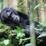 Are Armed Rangers Provided During Chimpanzee Tracking?