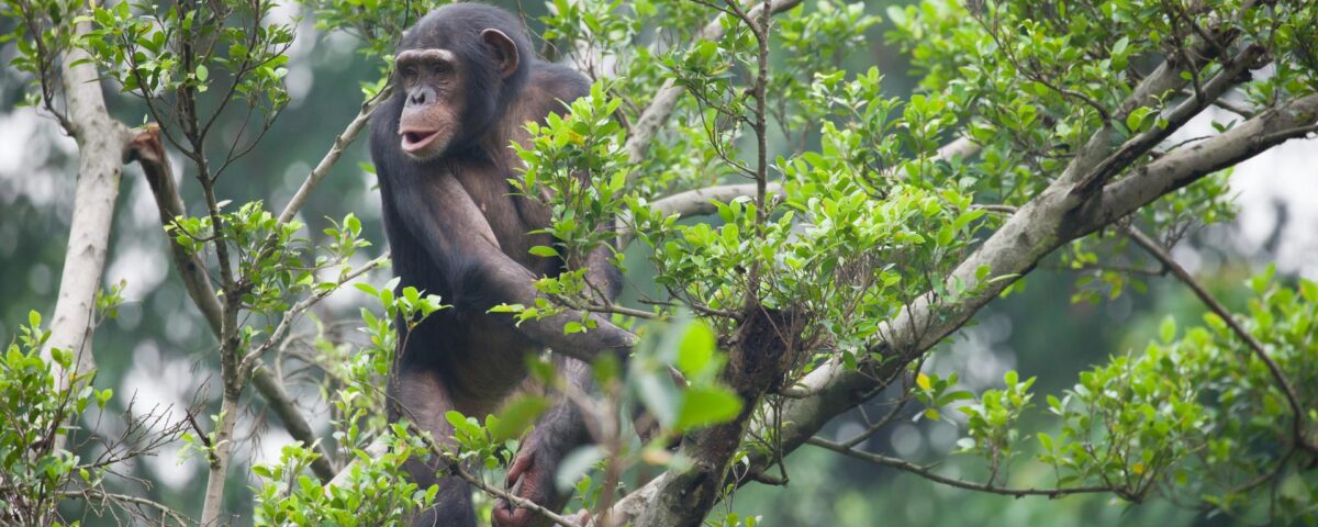 Are Chimpanzee Tracking Permits Refundable?