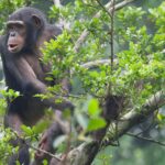 Are Chimpanzee Tracking Permits Refundable?