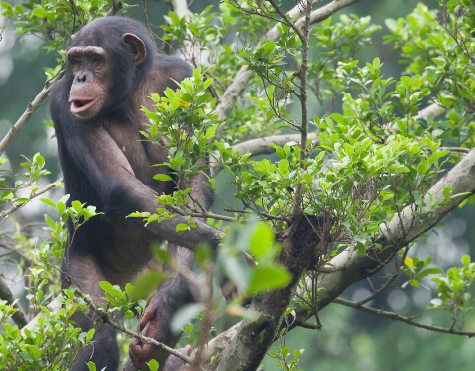Are Chimpanzee Tracking Permits Refundable?