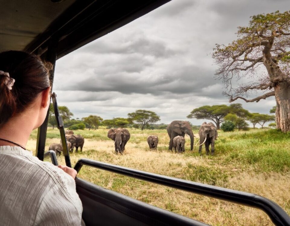 Are Cross-Border Safaris Popular in East Africa?
