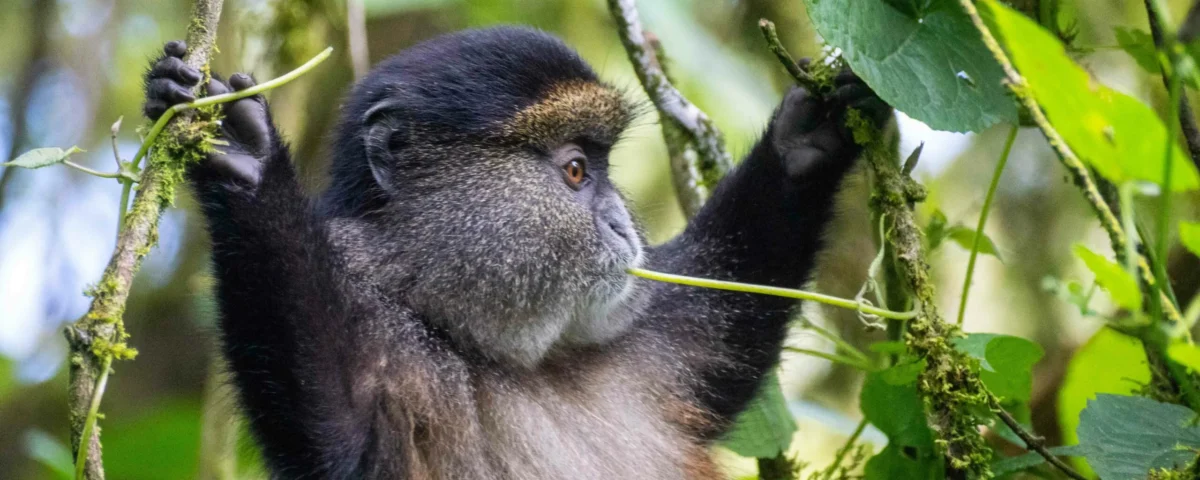 Are Golden Monkey Tracking Safaris Suitable for Photographers?