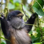 Are Golden Monkey Tracking Safaris Suitable for Photographers?