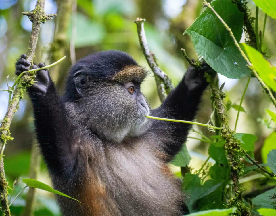Are Golden Monkey Tracking Safaris Suitable for Photographers?