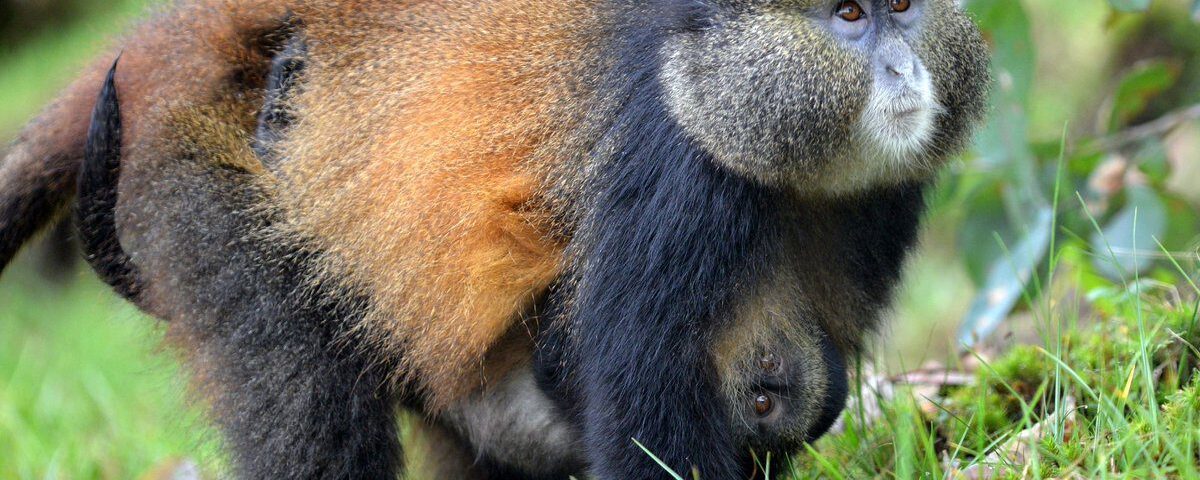 Are Golden Monkey Treks Suitable for Families