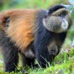 Are Golden Monkey Treks Suitable for Families