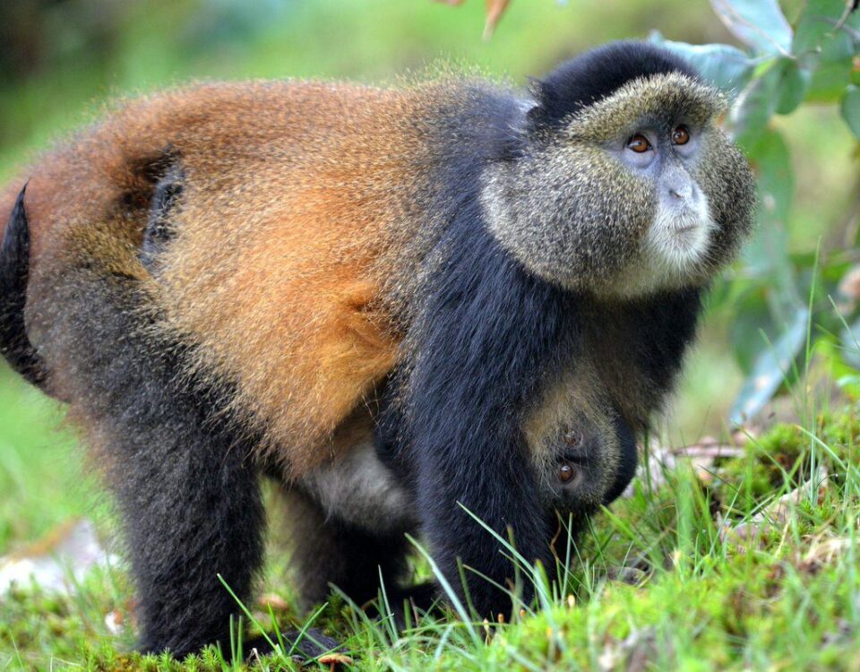 Are Golden Monkey Treks Suitable for Families