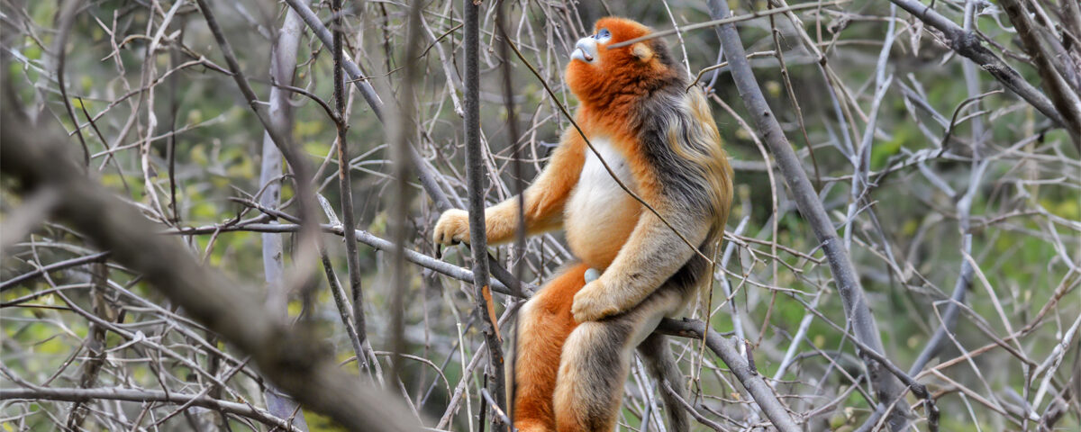 Are Golden Monkeys Endangered?