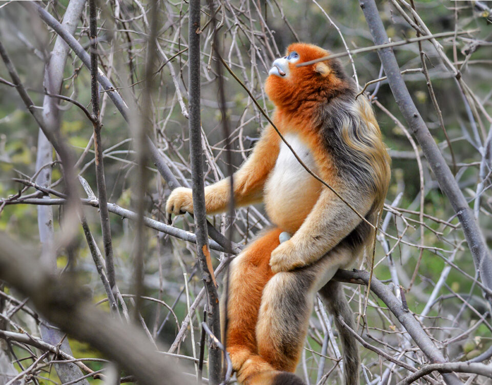 Are Golden Monkeys Endangered?
