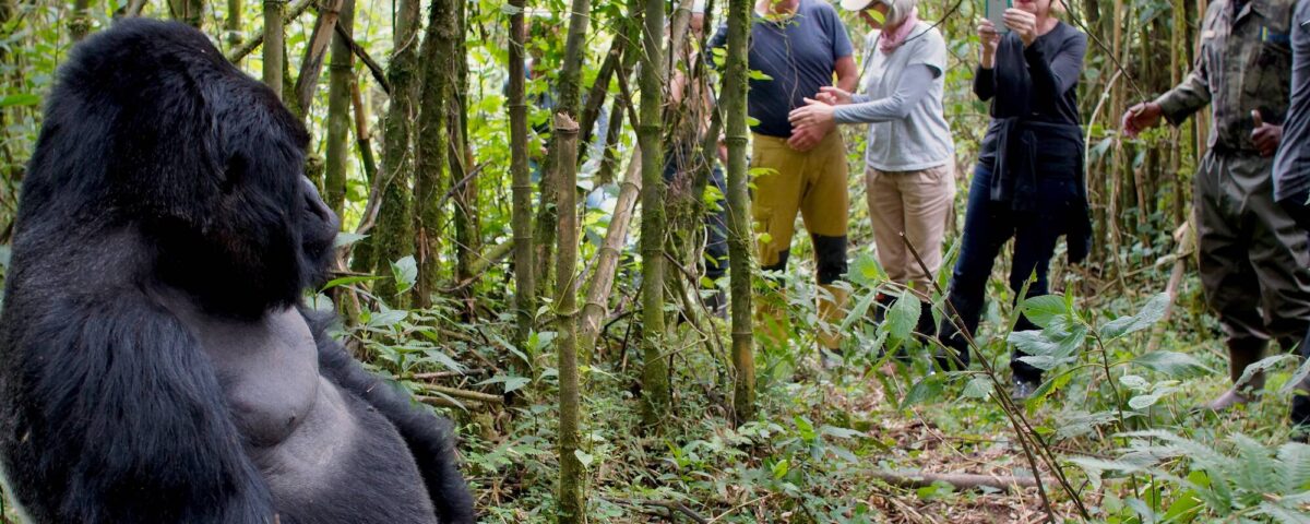 Are Gorilla Trekking Safaris Safe for Solo Travelers in Rwanda?