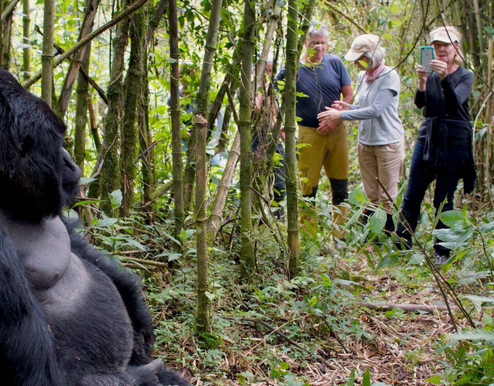 Are Gorilla Trekking Safaris Safe for Solo Travelers in Rwanda?