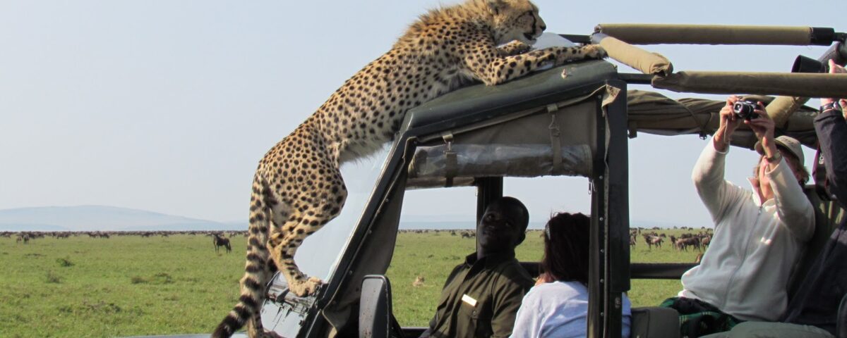 Are Guides Included in Wildlife Safari Packages?