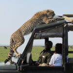 Are Guides Included in Wildlife Safari Packages?