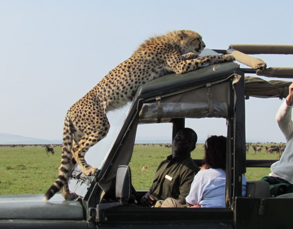 Are Guides Included in Wildlife Safari Packages?