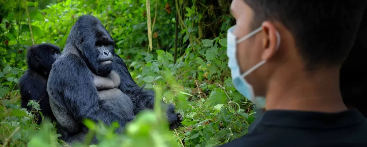 Are Health Measures Different for Primate-Focused Safaris?