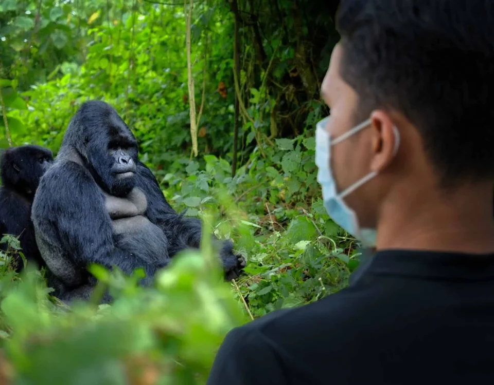 Are Health Measures Different for Primate-Focused Safaris?