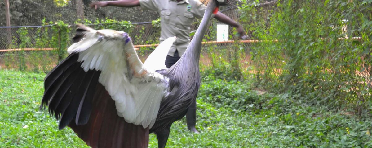 Are Local Bird Guides Available in Uganda?