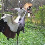 Are Local Bird Guides Available in Uganda?