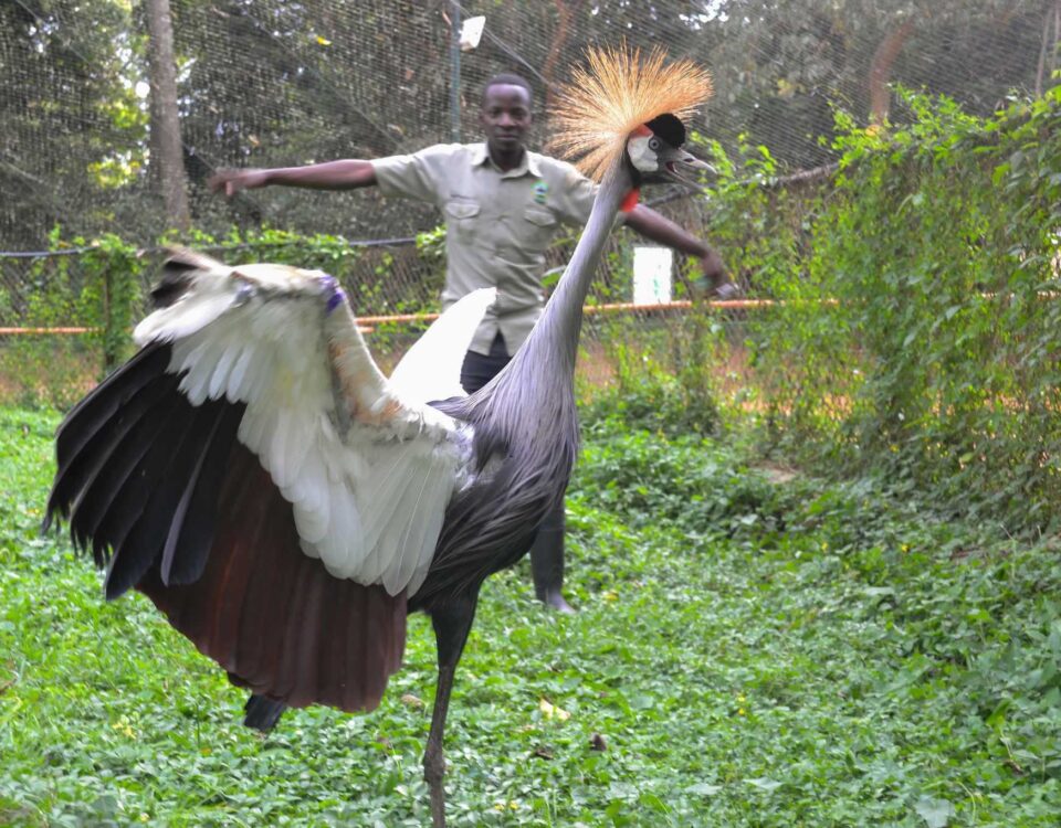 Are Local Bird Guides Available in Uganda?