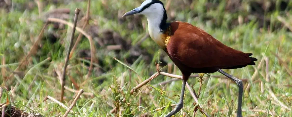 Are Night Birding Safaris Possible in Uganda?