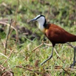 Are Night Birding Safaris Possible in Uganda?