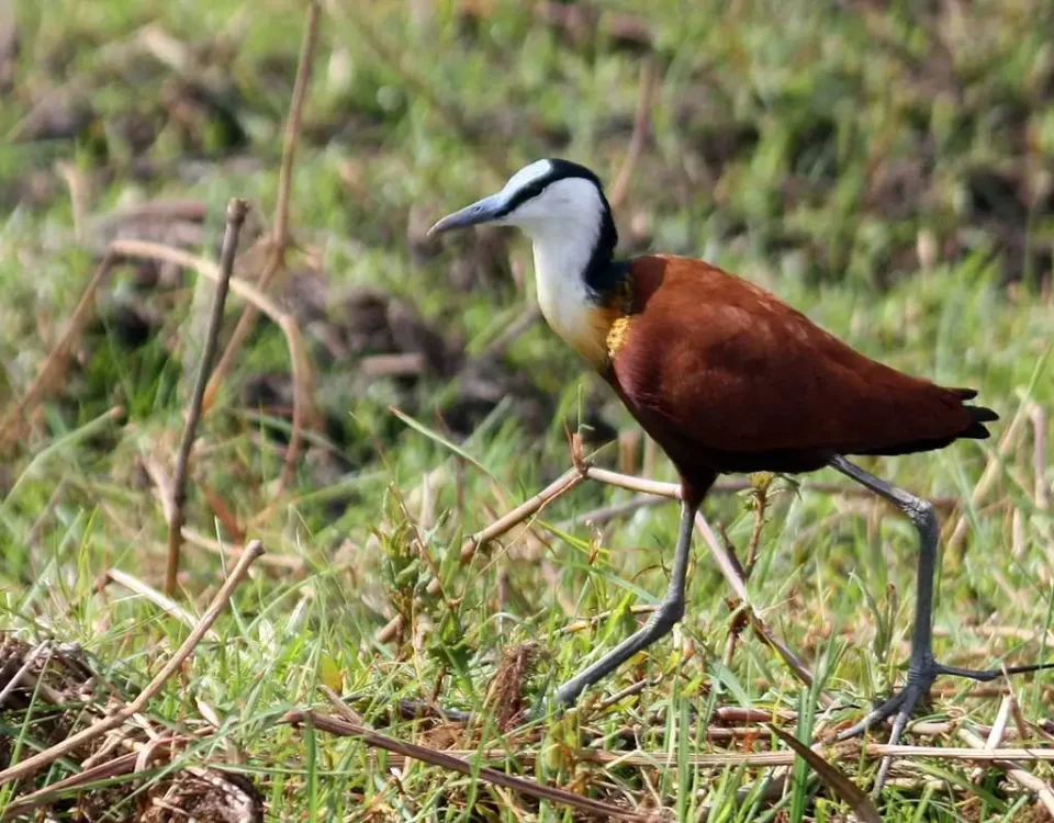 Are Night Birding Safaris Possible in Uganda?