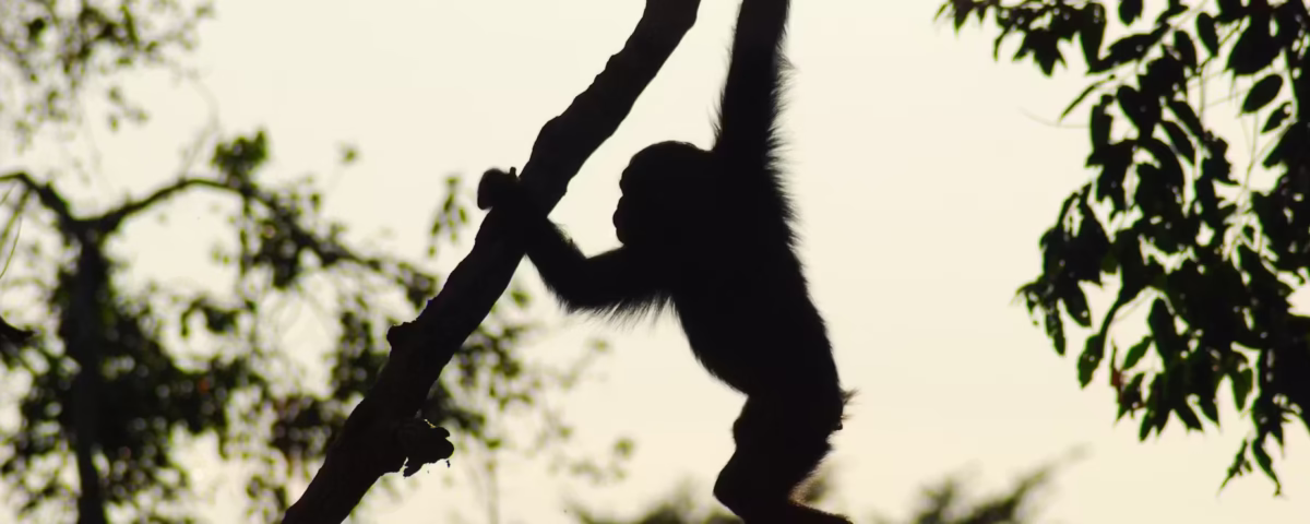 Are Night Chimpanzee Treks Available in Uganda?