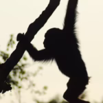 Are Night Chimpanzee Treks Available in Uganda?