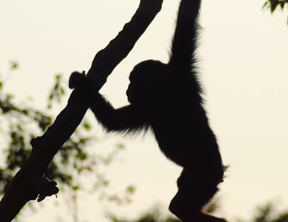 Are Night Chimpanzee Treks Available in Uganda?