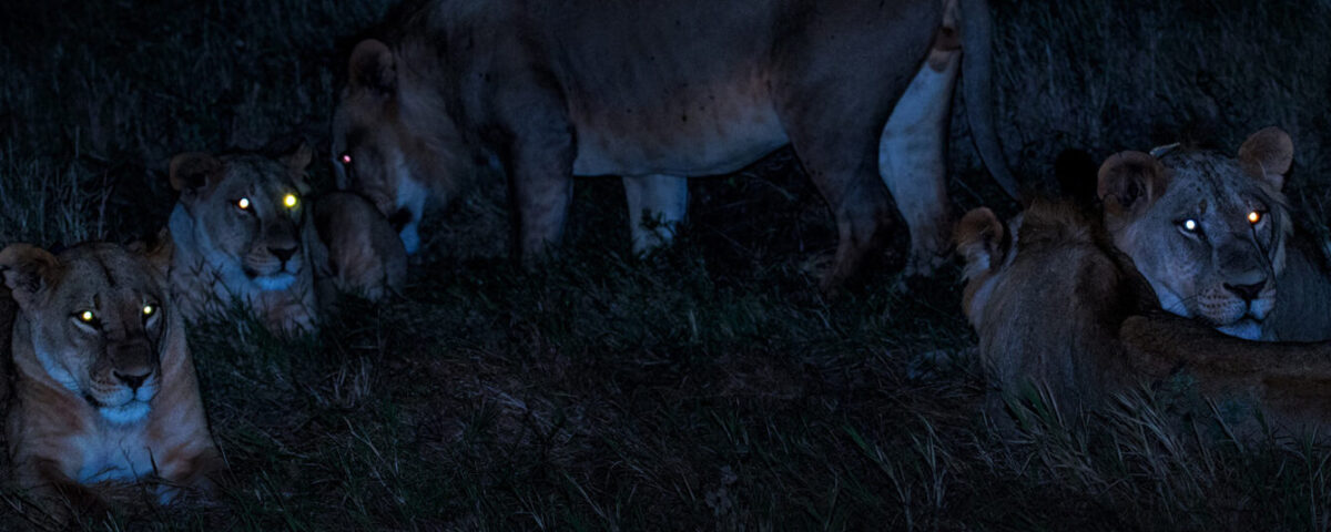 Are Night Game Drives Offered During the Migration Season?