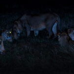 Are Night Game Drives Offered During the Migration Season?