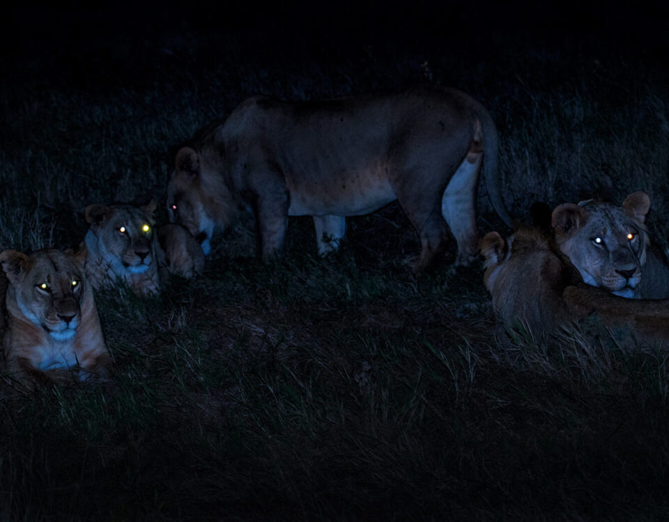 Are Night Game Drives Offered During the Migration Season?