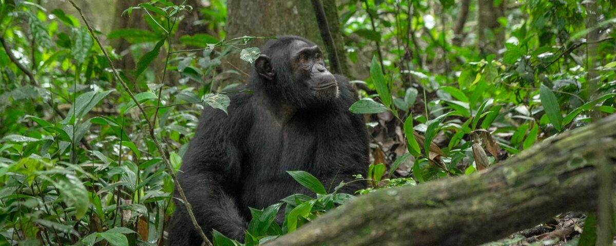 Are There Age Restrictions for Chimpanzee Tracking in Uganda?