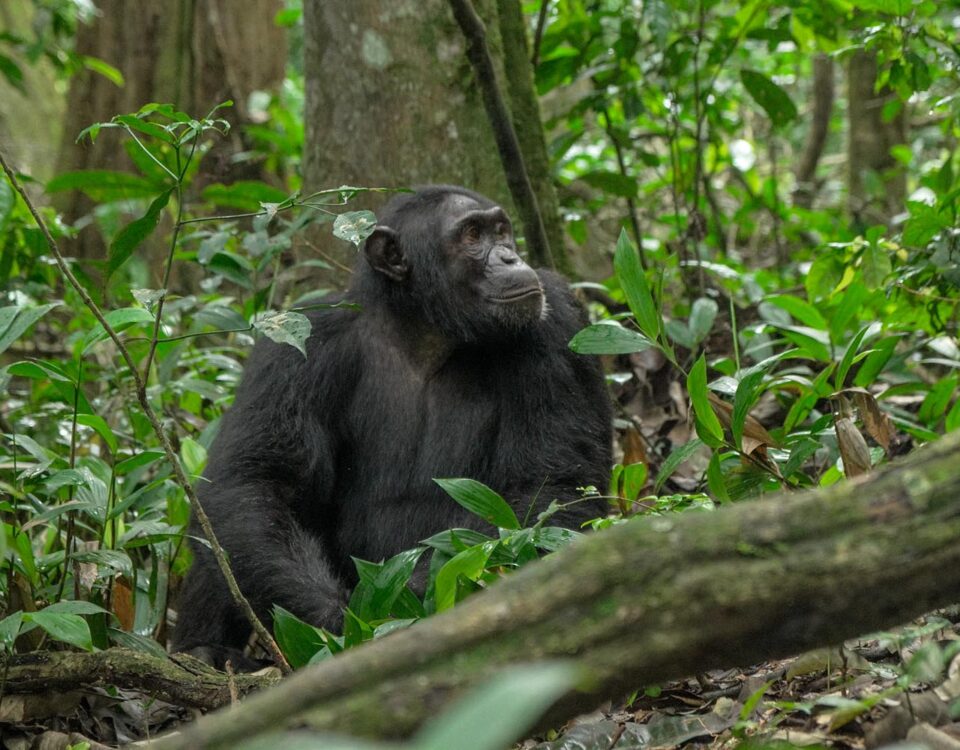 Are There Age Restrictions for Chimpanzee Tracking in Uganda?