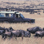 Are There Luxury Safari Options for the Great Migration?