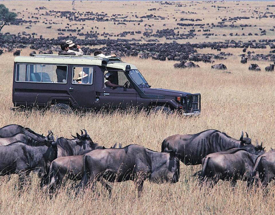 Are There Luxury Safari Options for the Great Migration?