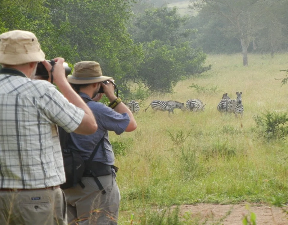 Are There Luxury Walking Safari Options in Uganda?